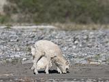 Vacation Alaska and Northwest  Dall Sheep